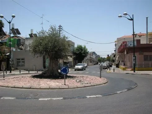 An olive tree at a roundabout in the Shapira neighborhood